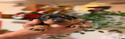 Miniature Dachshund dogs for sale: Beautiful Black & Tan Miniature Dachshund Puppies - Advert 7