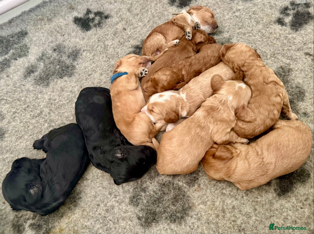 Cockapoo dogs for sale: ONLY 3 RED/WHITE COCKAPOO PUPPIES LEFT - Image 16