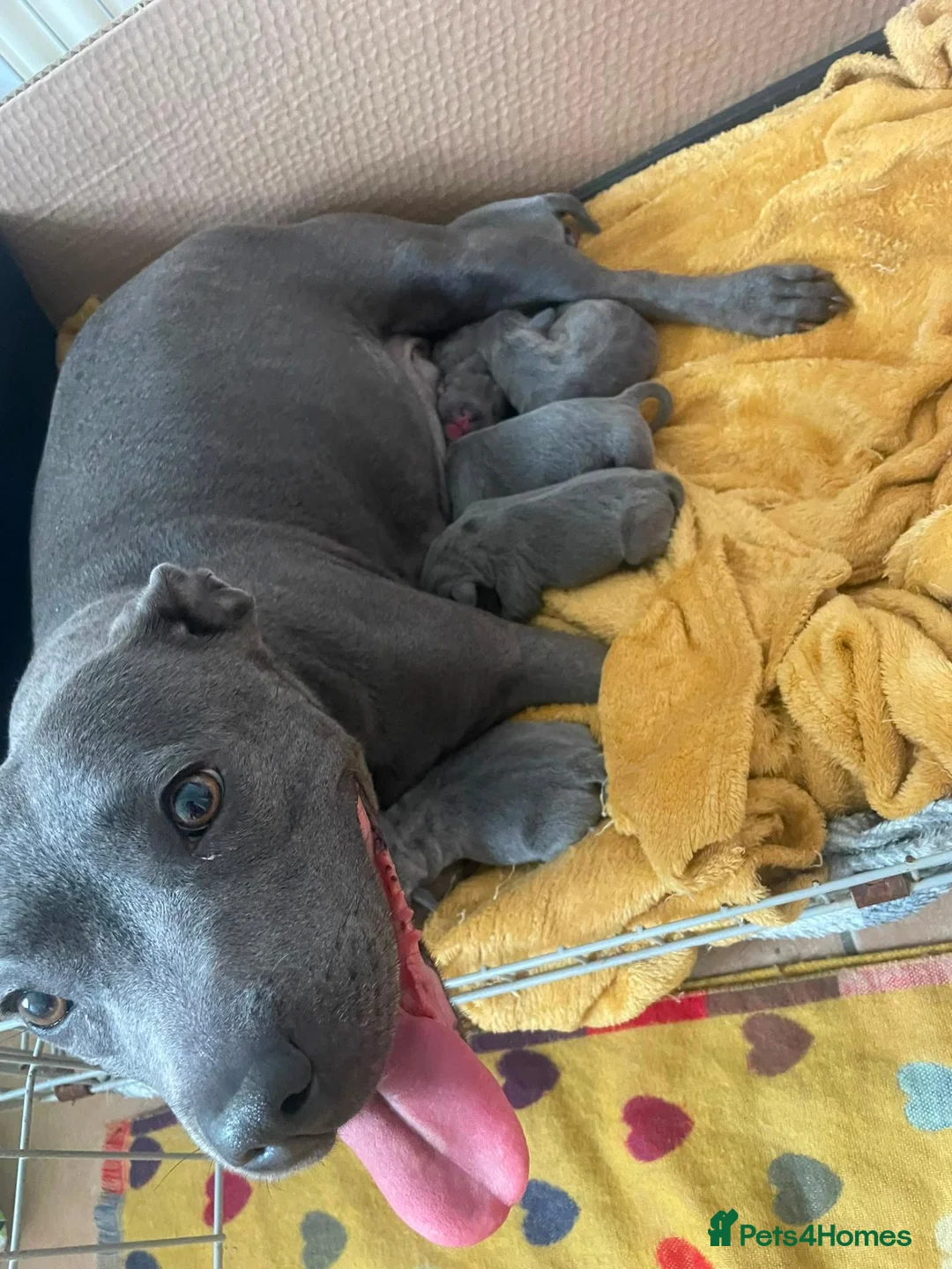Staffordshire Bull Terrier dogs for sale: KC REGISTERED BEAURIFUL BLUE STAFFS in Nuneaton - Advert 11
