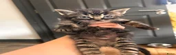 Mixed Breed cats for sale: 14 beautiful kittens for sale  - Advert 1
