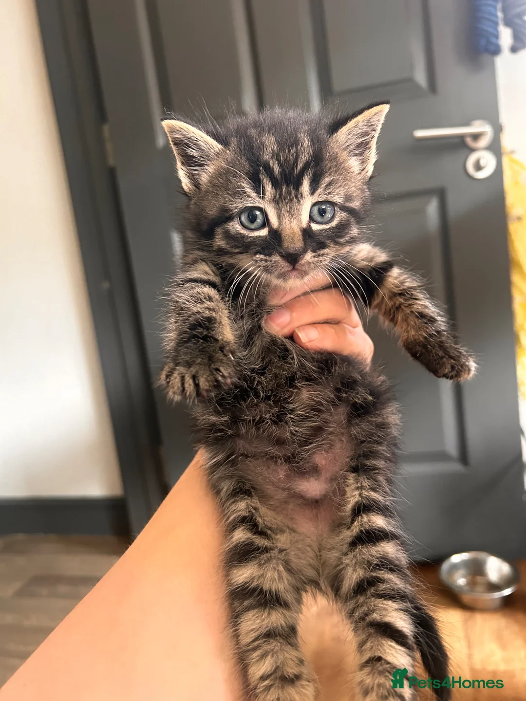 Mixed Breed cats for sale: 14 beautiful kittens for sale  - Advert 1
