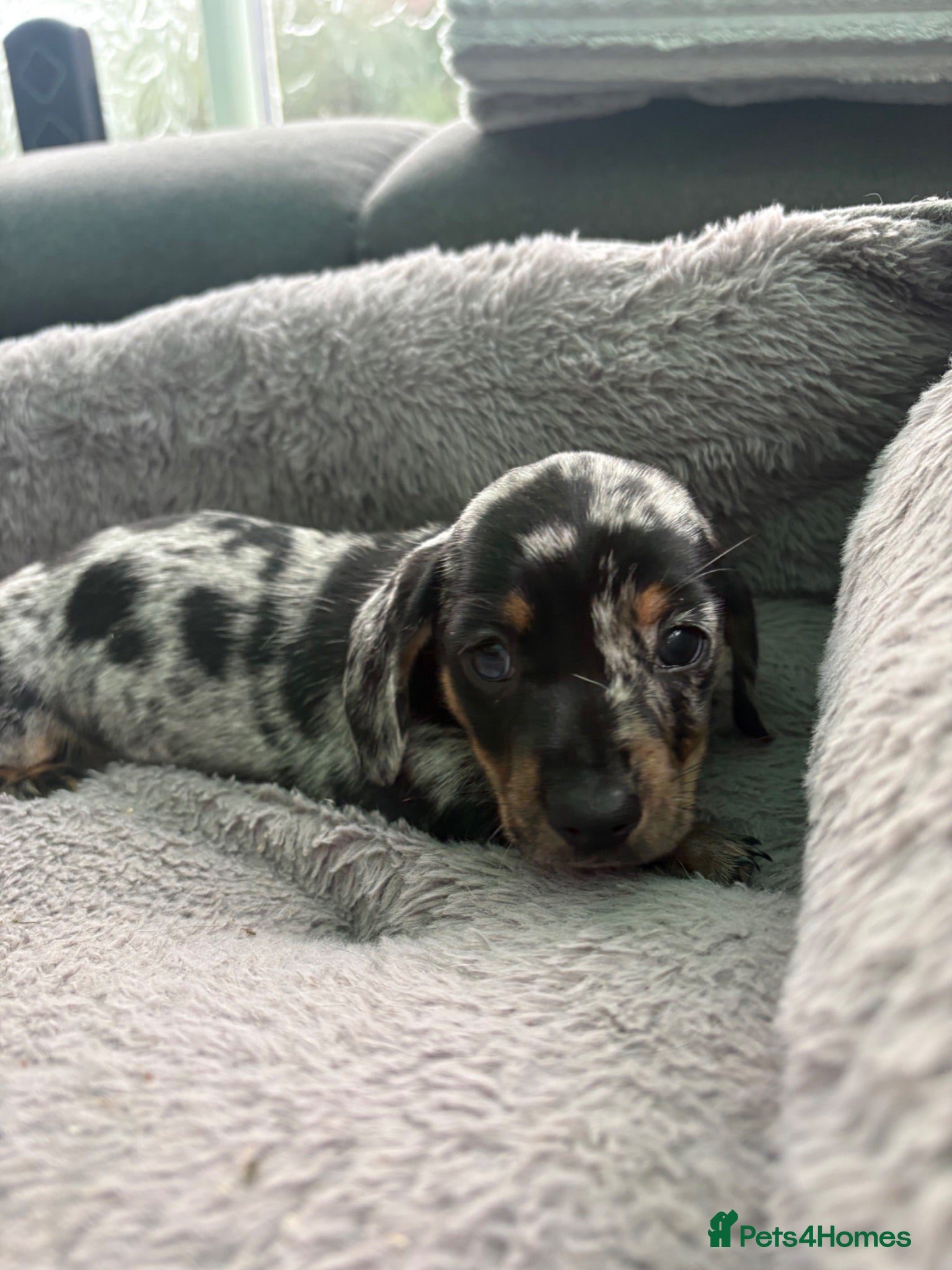 Miniature Dachshund dogs 1 dapple miniature dachshund left ♥️ - Advert 1