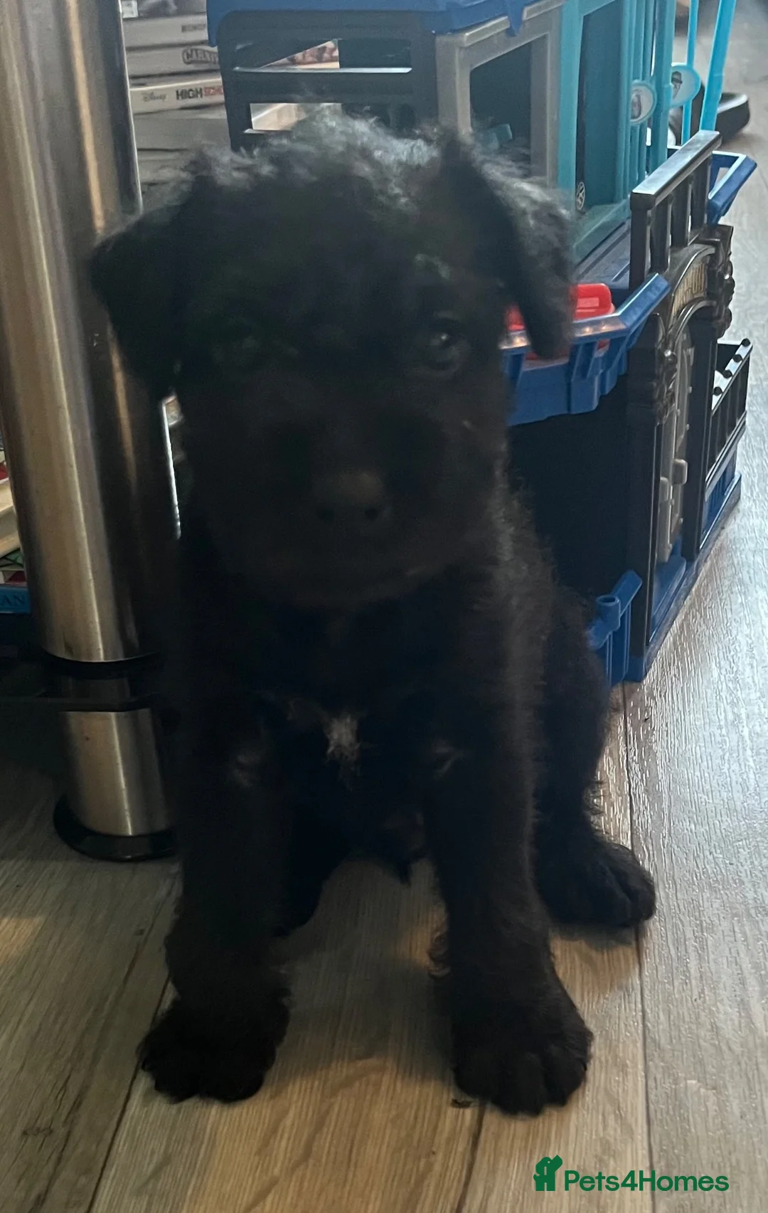 Patterdale Terrier dogs for sale: Patterdale pups in Barry - Advert 8