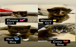 Mixed Breed cats for sale: 4 kitten for sale  - Image 1
