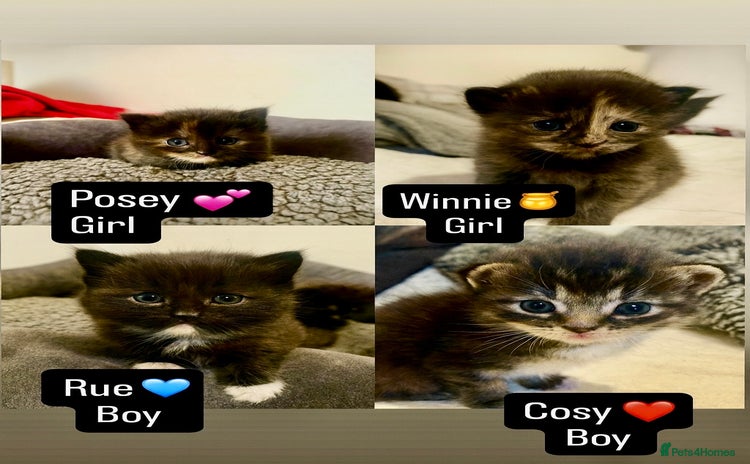Mixed Breed cats for sale - Advert 1