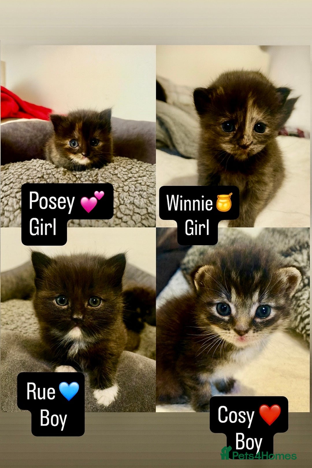 Mixed Breed cats for sale: 4 kitten for sale  - Image 1