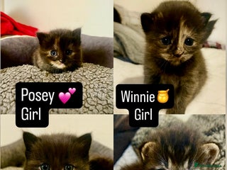 Mixed Breed cats - Advert 35