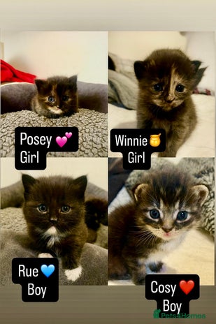 Mixed Breed cats - Advert 32