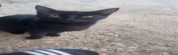 Bombay cats for sale: Bombay black kitten - Advert 1