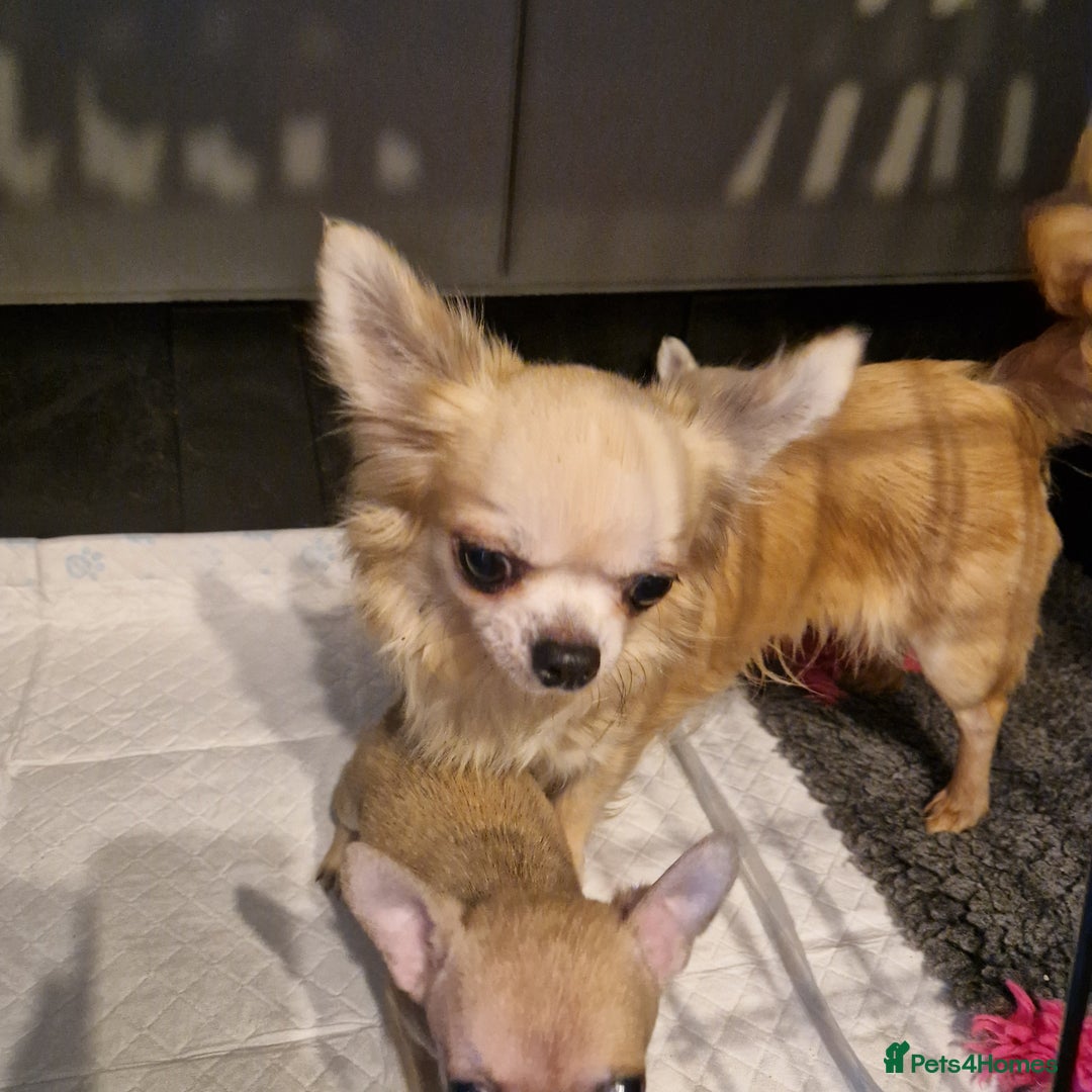 Chihuahua dogs for sale: Delightful KC registered - Advert 2