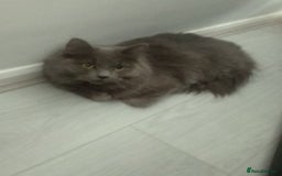 Maine Coon cats for sale: Main coon x Russian Blue Cat - Image 2
