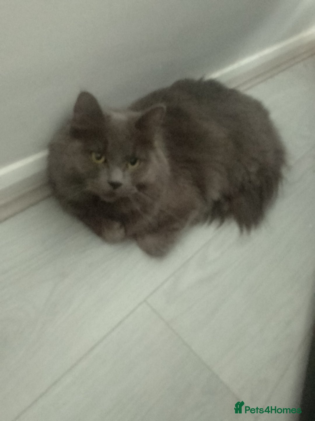 Maine Coon cats for sale: Main coon x Russian Blue Cat - Image 2
