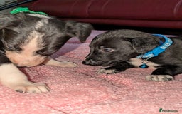 Mixed Breed dogs for sale: Saluki whippets  - Image 4