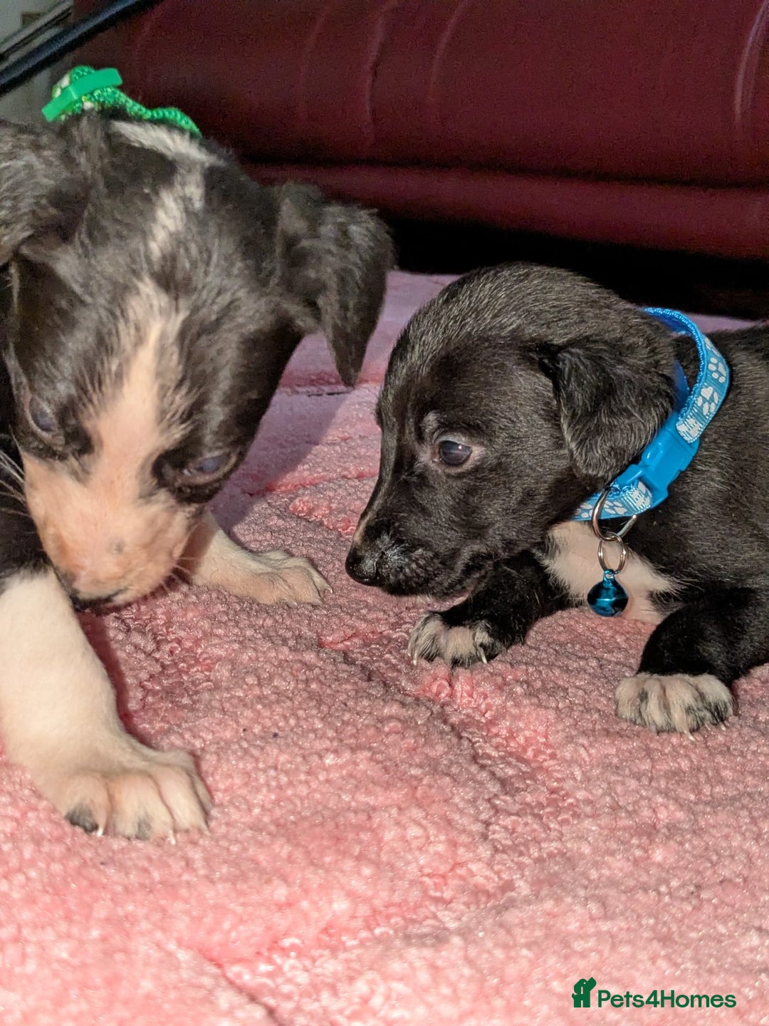 Mixed Breed dogs for sale: Saluki whippets  - Image 4