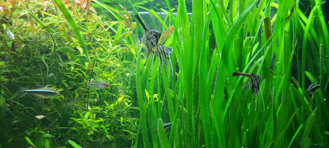 Angelfish fish for sale: Stunning stripes baby Angels - Advert 5