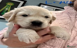 Golden Retriever dogs for sale: Stunning quality golden retriever puppies - Advert 14