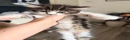 Mixed Breed cats for sale: Kittens looking for a lovable home.  - Advert 9