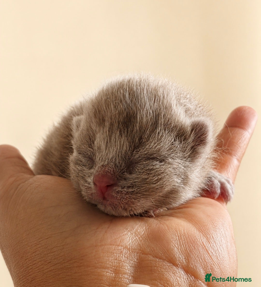 British Shorthair cats Supreme champion GCCF British Shorthair Kittens  - Advert 1