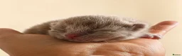 British Shorthair cats for sale: Supreme champion GCCF British Shorthair Kittens  - Advert 1