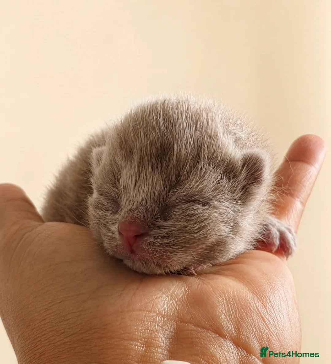 British Shorthair cats for sale: Supreme champion GCCF British Shorthair Kittens  - Advert 1