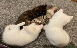 Turkish Angora cats for sale: Stunning Turkish Angora Kittens – Ready Now! 🐾 - Image 3