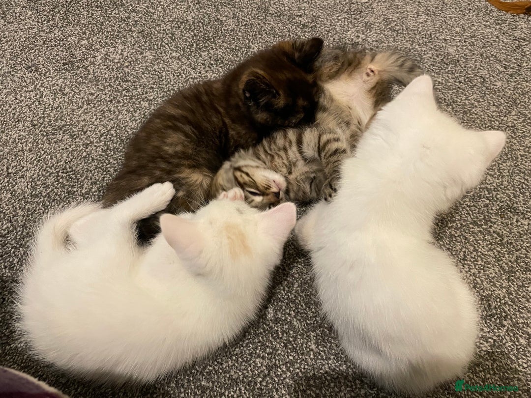 Turkish Angora cats for sale: Stunning Turkish Angora Kittens – Ready Now! 🐾 - Image 3