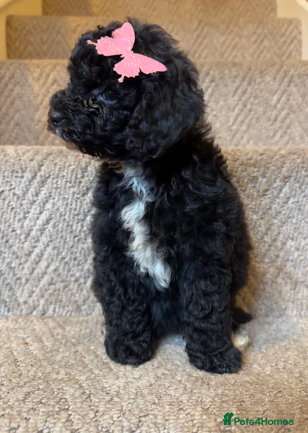 Poochon dogs for sale: Poochon pups 🩷🩵 - Advert 10