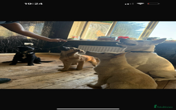Mixed Breed dogs for sale: Blue  - Image 4