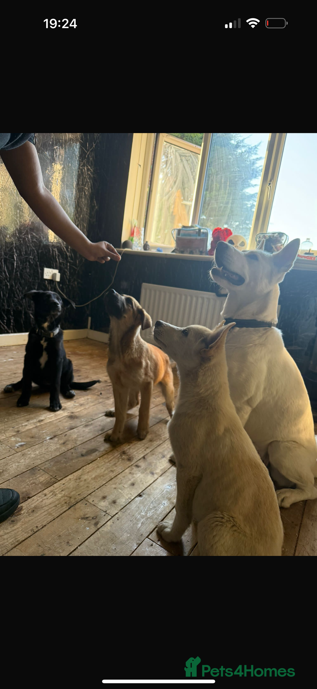 Mixed Breed dogs for sale: Blue  - Image 4