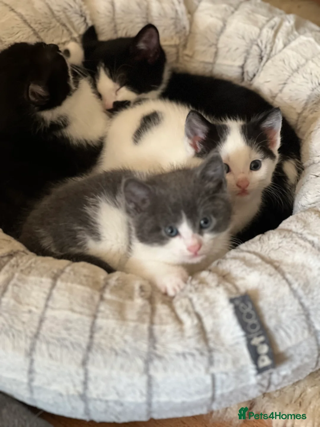 Domestic Shorthair cats for sale: Adorable Russian Blue & Domestic Shorthair - Advert 7