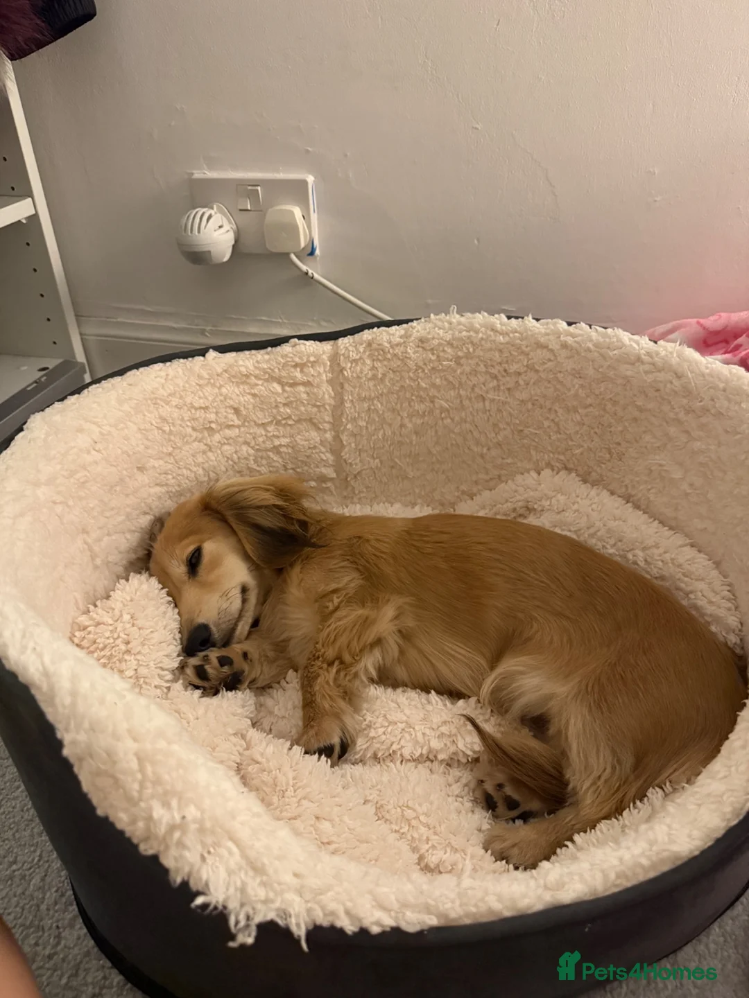 Miniature Dachshund dogs for sale: Arlo : 7-Month-Old Long Haired Miniature Dachshund - Advert 1