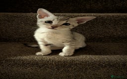Savannah cats for sale: Snow leopard Savannah F6 kittens  - Image 2