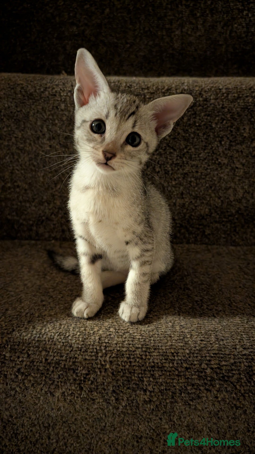 Savannah cats for sale: Snow leopard Savannah F6 kittens  - Image 2