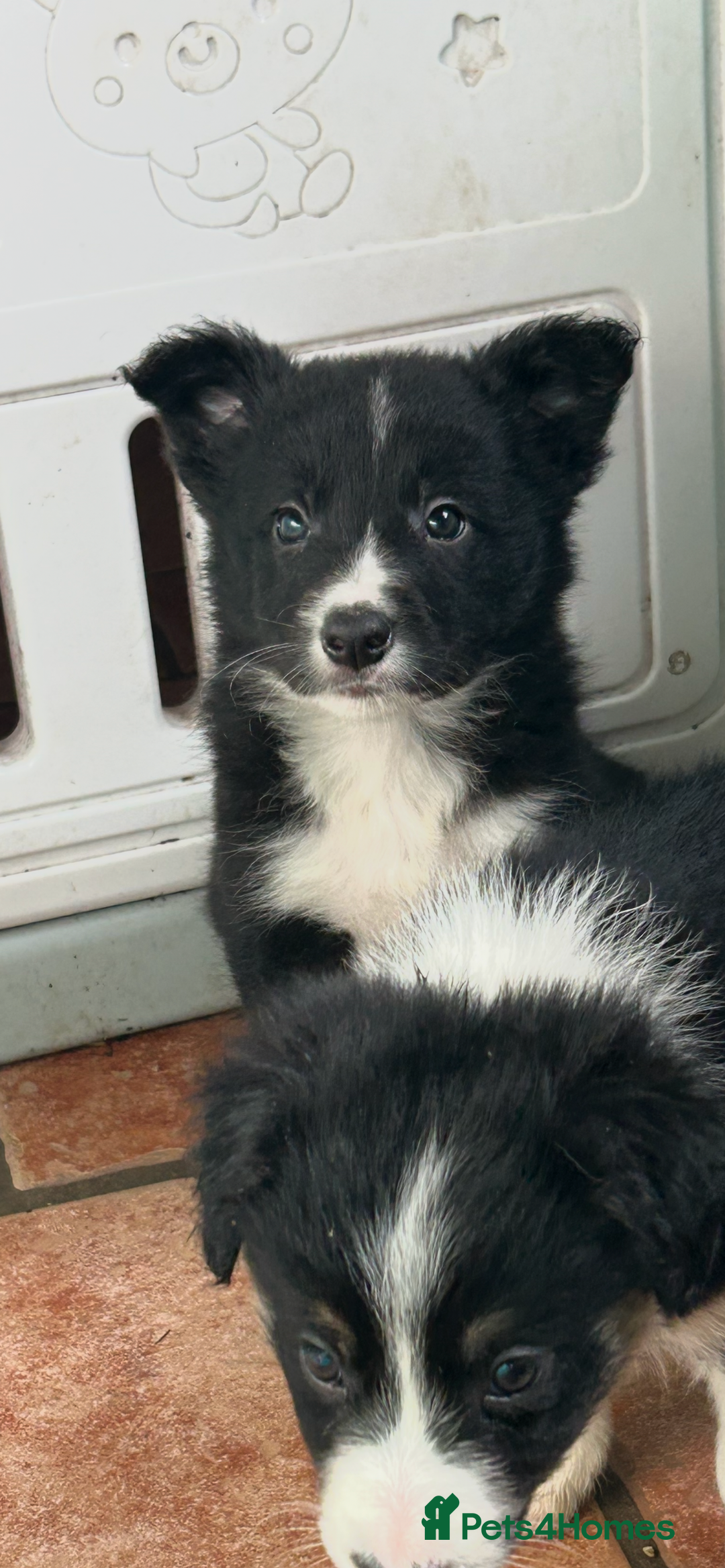 Border Collie dogs for sale: Border collies - Advert 4