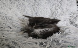 Maine Coon cats for sale: Maine coons babies 🐾 - Image 8
