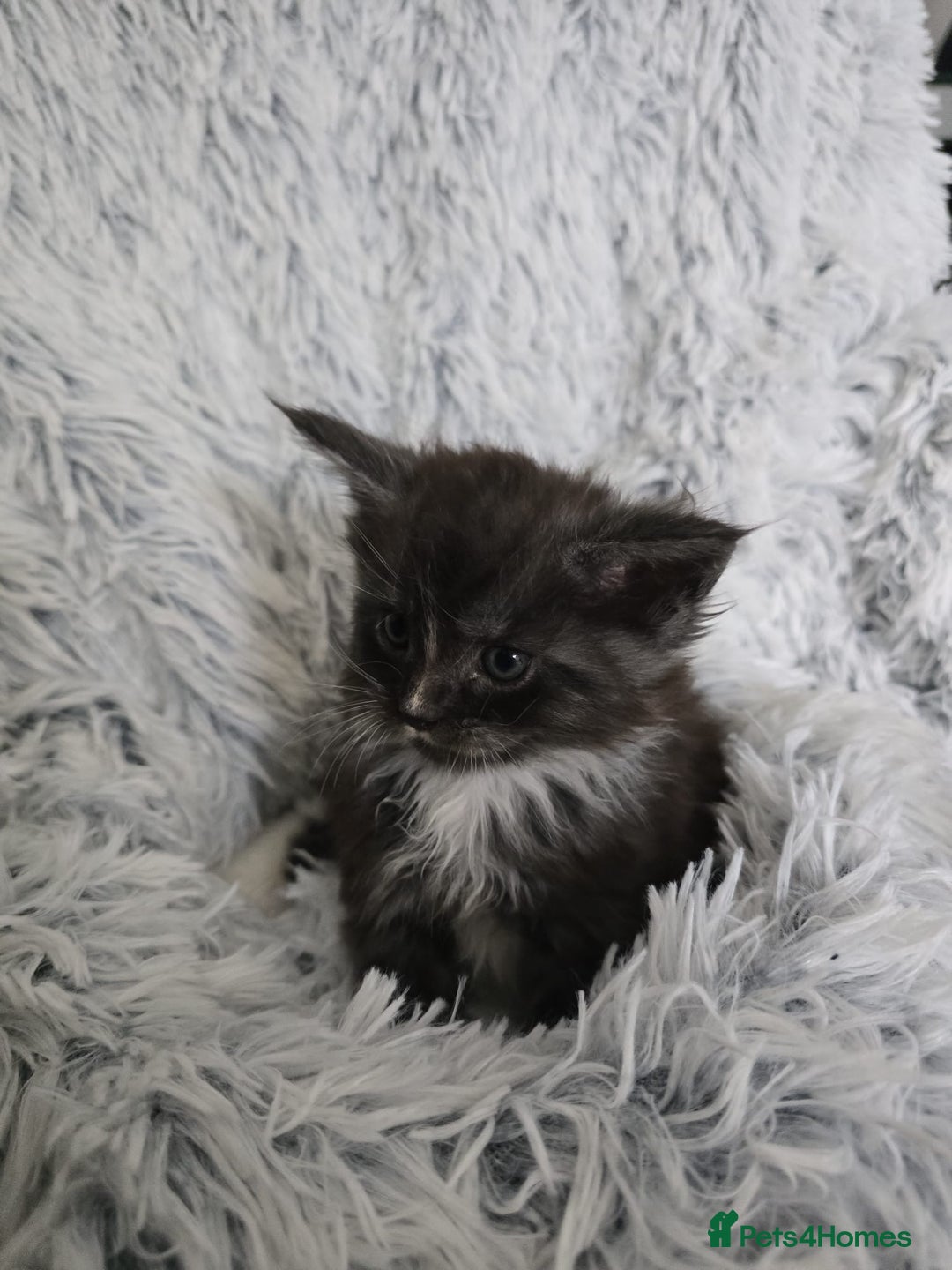 Maine Coon cats for sale: Maine coons babies 🐾 - Image 8