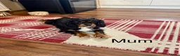 Cavalier King Charles Spaniel dogs for sale: * KC Registered Health Tested Puppies *  - Advert 15