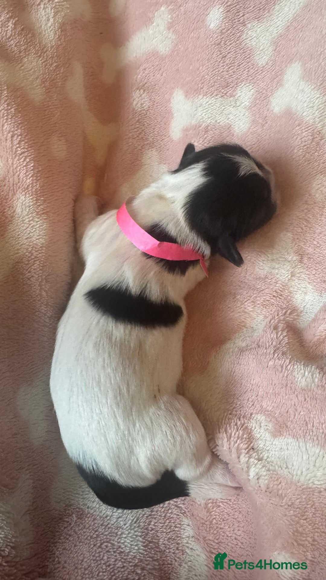 Shih Tzu dogs for sale: ⭐️Beautiful  Shih~Tzu puppies Ready 3rd October🐾 - Image 15