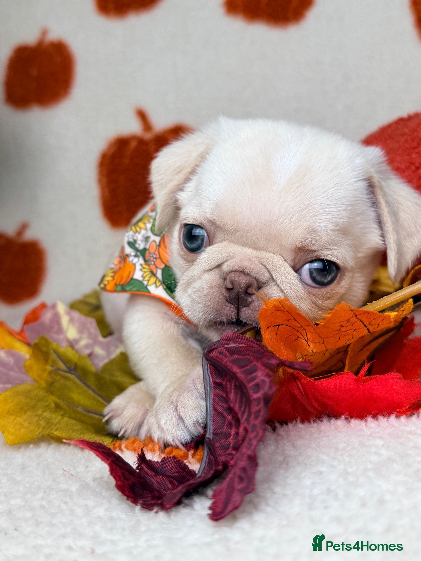 Pug dogs 3rd generation pugs 1 boy available  - Advert 1