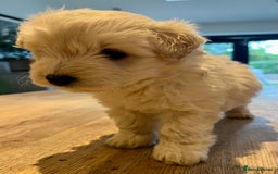 Mixed Breed dogs for sale: Gorgeous Westiepoo Puppies! - Image 3