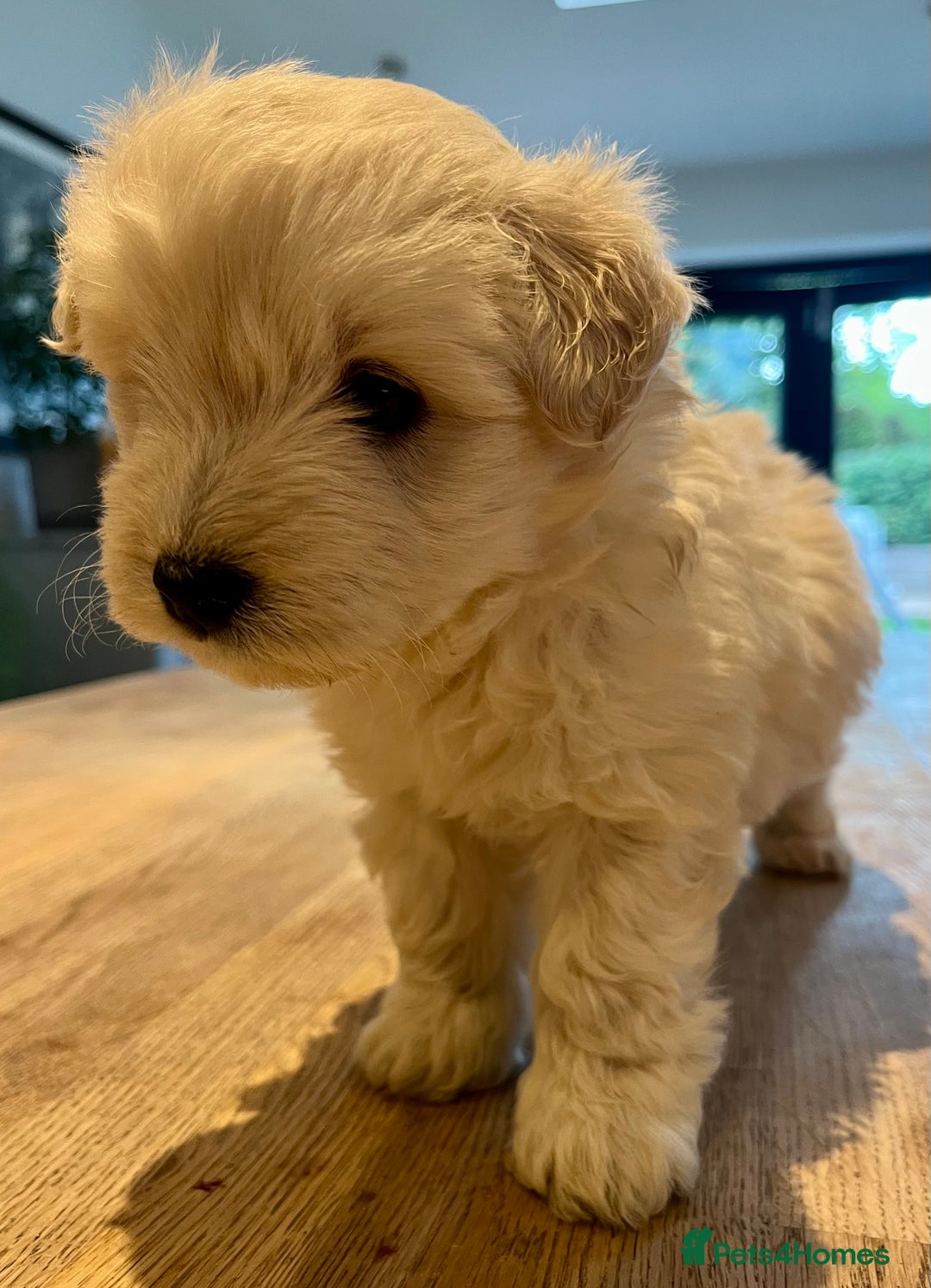 Mixed Breed dogs for sale: Gorgeous Westiepoo Puppies! - Image 3