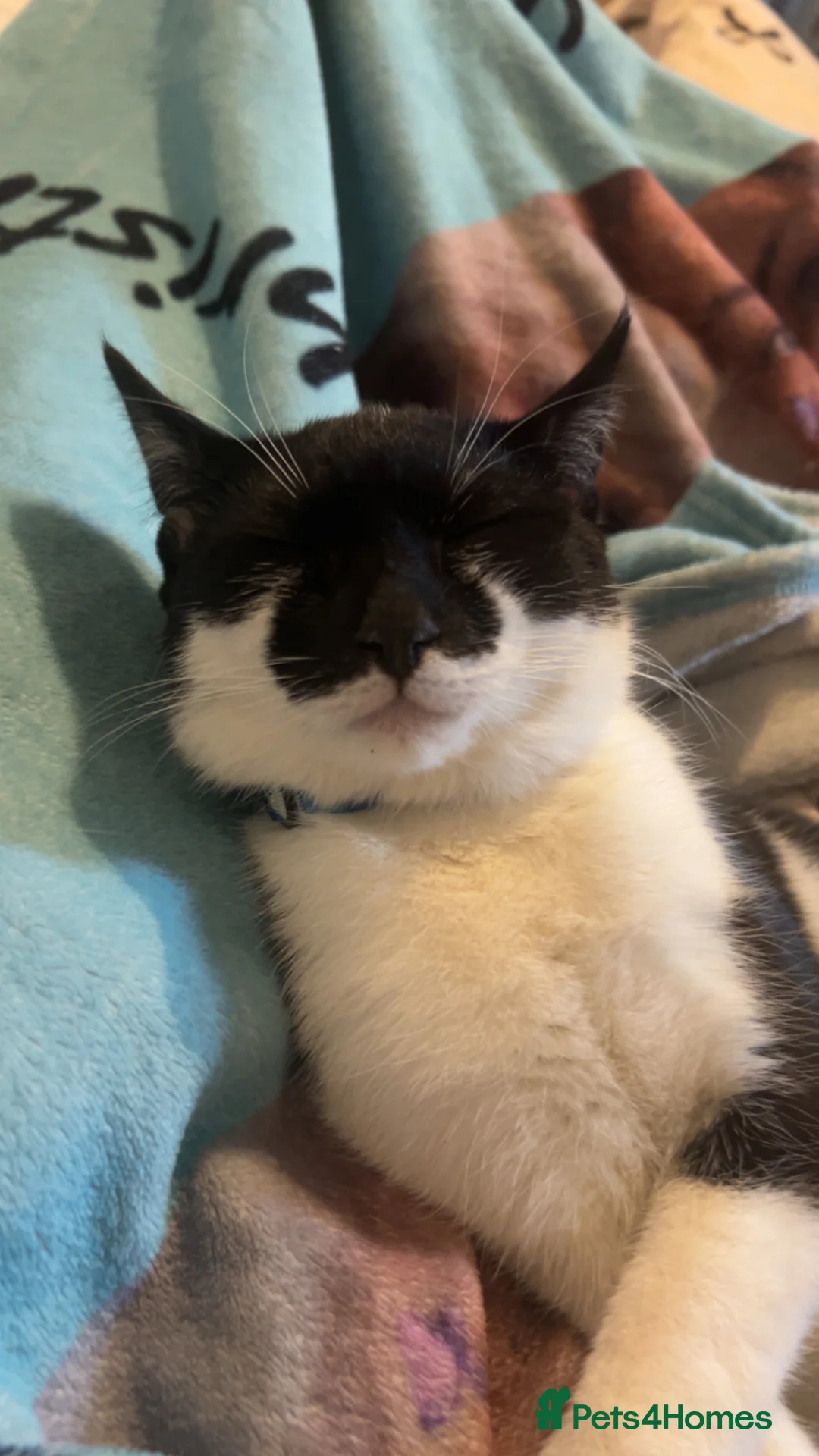 Mixed Breed cats for sale: 10 month old male - Advert 2