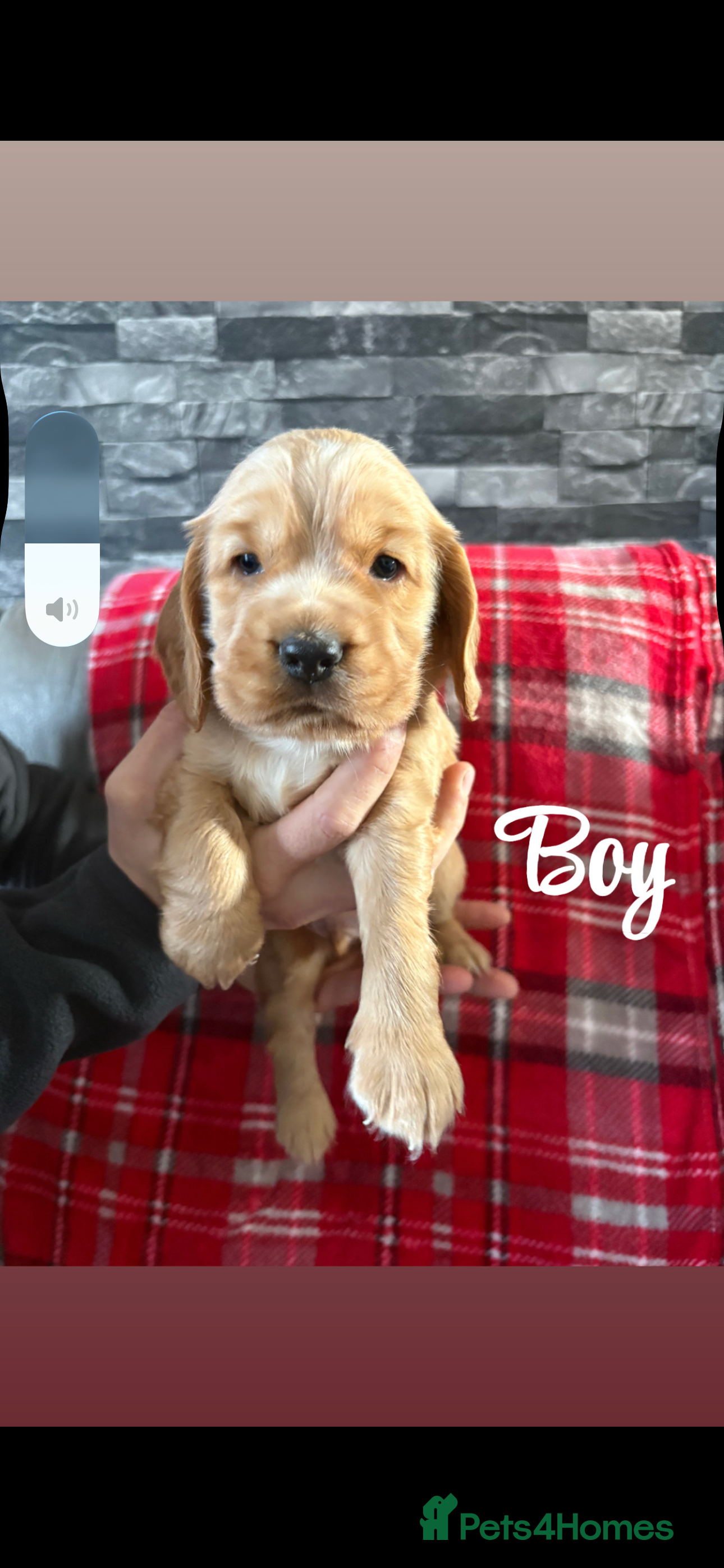 Cocker Spaniel dogs Show type cocker spaniel pups - Advert 1