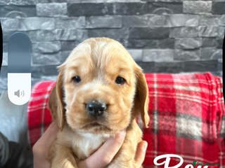 Cocker Spaniel dogs Show type cocker spaniel pups - Advert 1