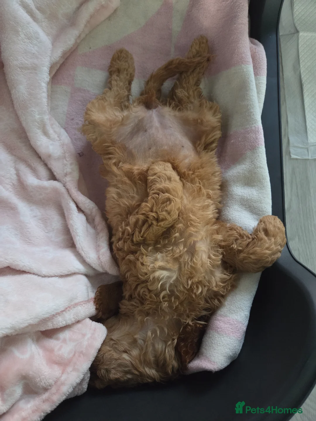 Cockapoo dogs for sale: 🩷 Stunning F1 cockapoo girl 🩷 ready today  in Coventry - Advert 7