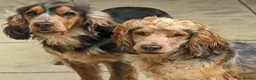 Cocker Spaniel dogs for sale: Sykehead cocker spaniel KC comprehensive health - Advert 20