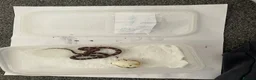 Corn Snake reptiles for sale: Baby Corn Snakes - Advert 5
