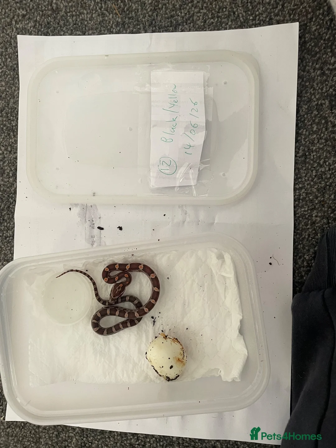 Corn Snake reptiles for sale: Baby Corn Snakes - Advert 5