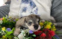 Miniature Schnauzer dogs for sale: Just 2 boys and girls available raised with love - Image 4