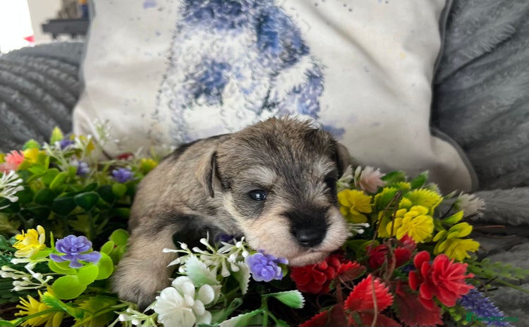 Miniature Schnauzer dogs - Advert 2